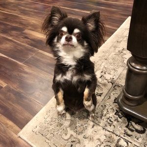 Meet your Posher, Dana